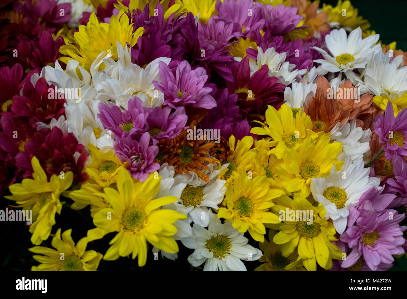 Bunte daisy flower Stockfoto