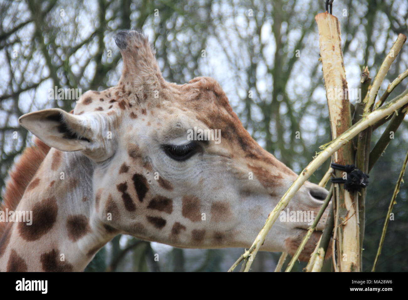 Essen Giraffe Stockfoto