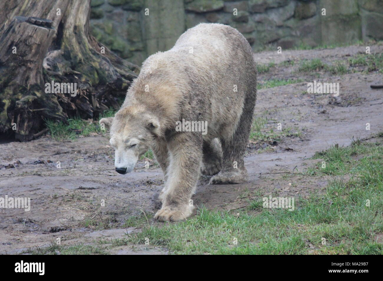 Eisbären schwimmen Stockfoto