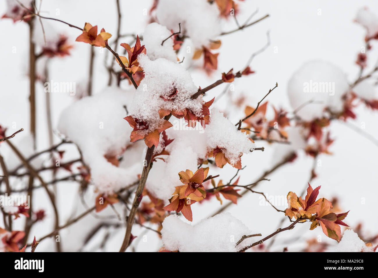 Ein goldflame Spirea im Schnee Stockfoto