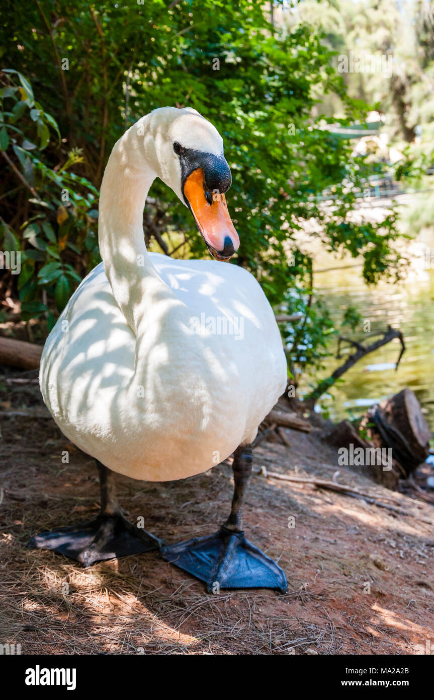 Schwäne sind Vögel der Familie Entenvögel innerhalb der Gattung Cygnus. Nahe Verwandte der Schwäne" umfassen die Gänse und Enten. Stockfoto