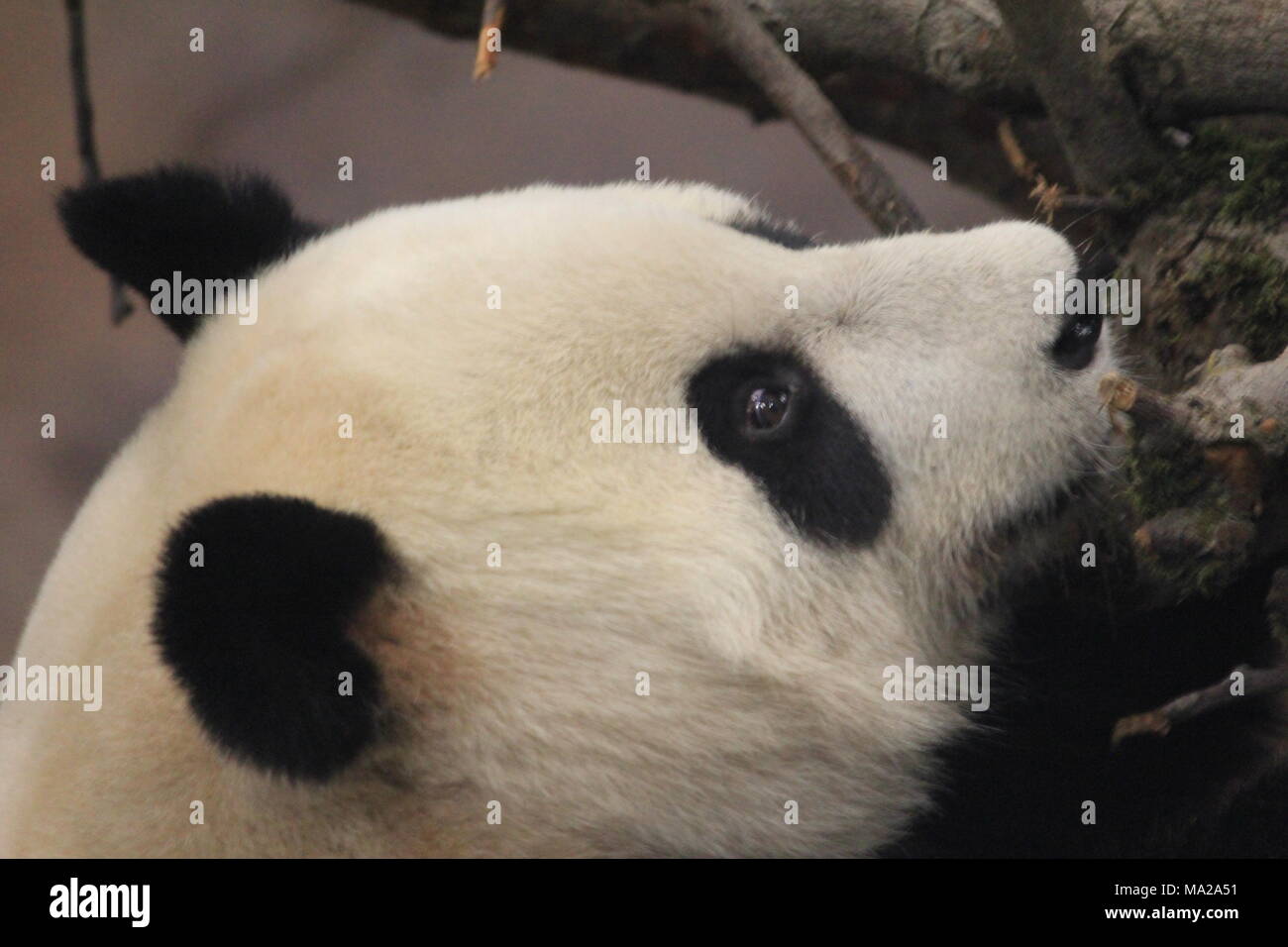 Großer Panda Stockfoto