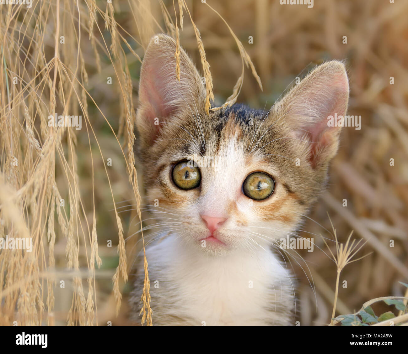 Süße neugierige Katze Kätzchen, gepatcht Tabby und weißen Fell, unter verdorrten Gras sitzen, eine Nahaufnahme Porträt mit schönen großen Augen, Griechenland, Europa Stockfoto