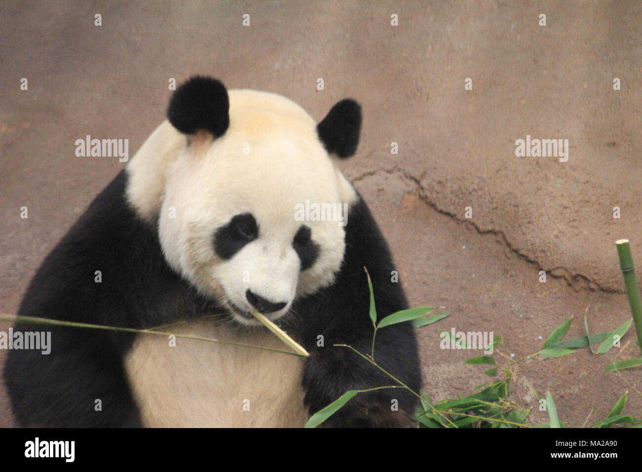 Großer Panda Stockfoto