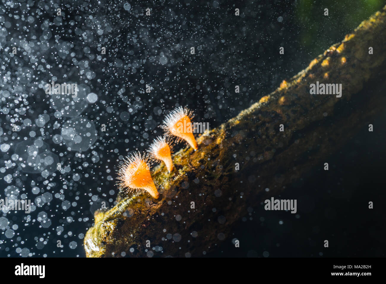 Orange Pilz, Champagner Pilz oder Wimpern cup Pilz mit Spray in den Wald. Ökosystem oder die biologische Vielfalt Konzept. Stockfoto