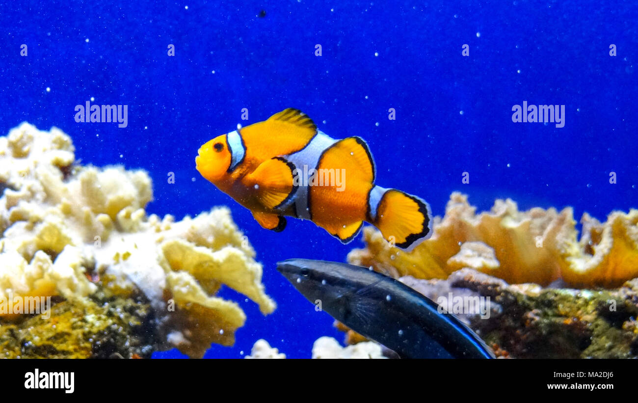 Clownfisch in tiefblauen Ozean vor Korallen Stockfoto