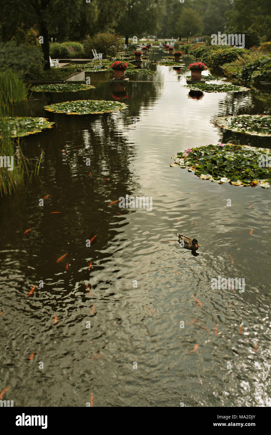 Ente und gold Fische im Teich, Planten und Blomen, Hamburg, Deutschland Stockfoto