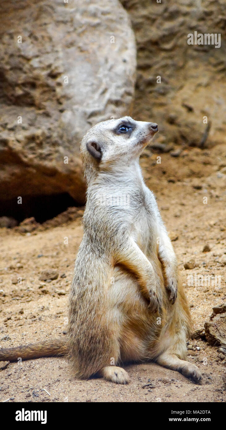 Erdmännchen sitzt und schaut sich um, lustige Erdmännchen, süße Erdmännchen vor der Bohrung Stockfoto