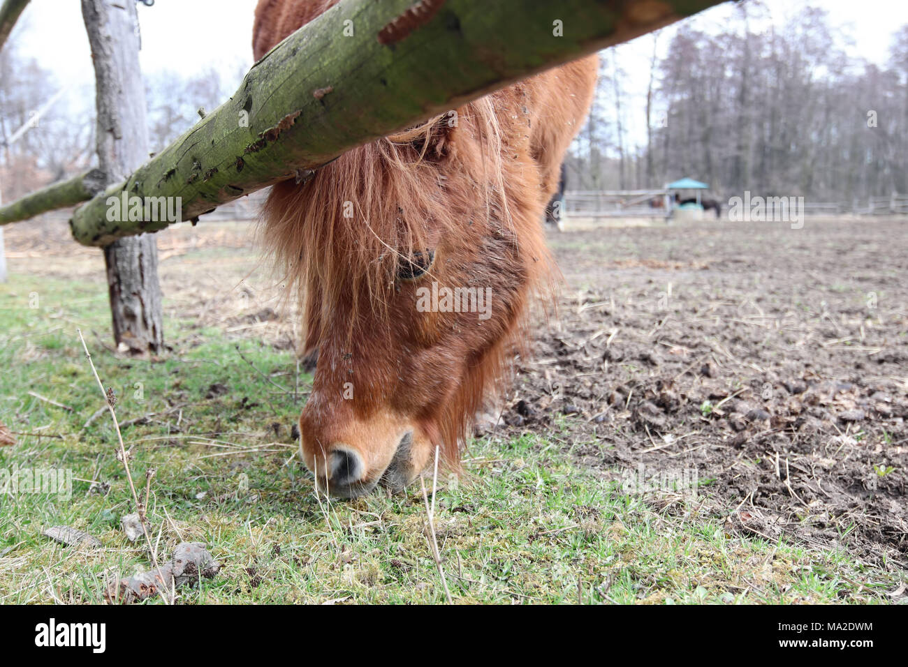 Auf der Suche nach Essen - ein Pferd auf der Weide - Detail Stockfoto