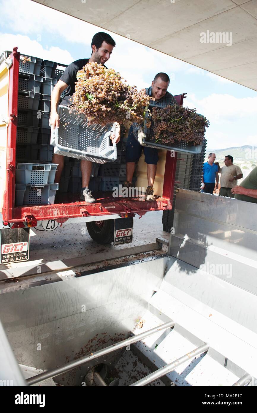 Zwei Männer der Ernte Trauben in Spanien Stockfoto