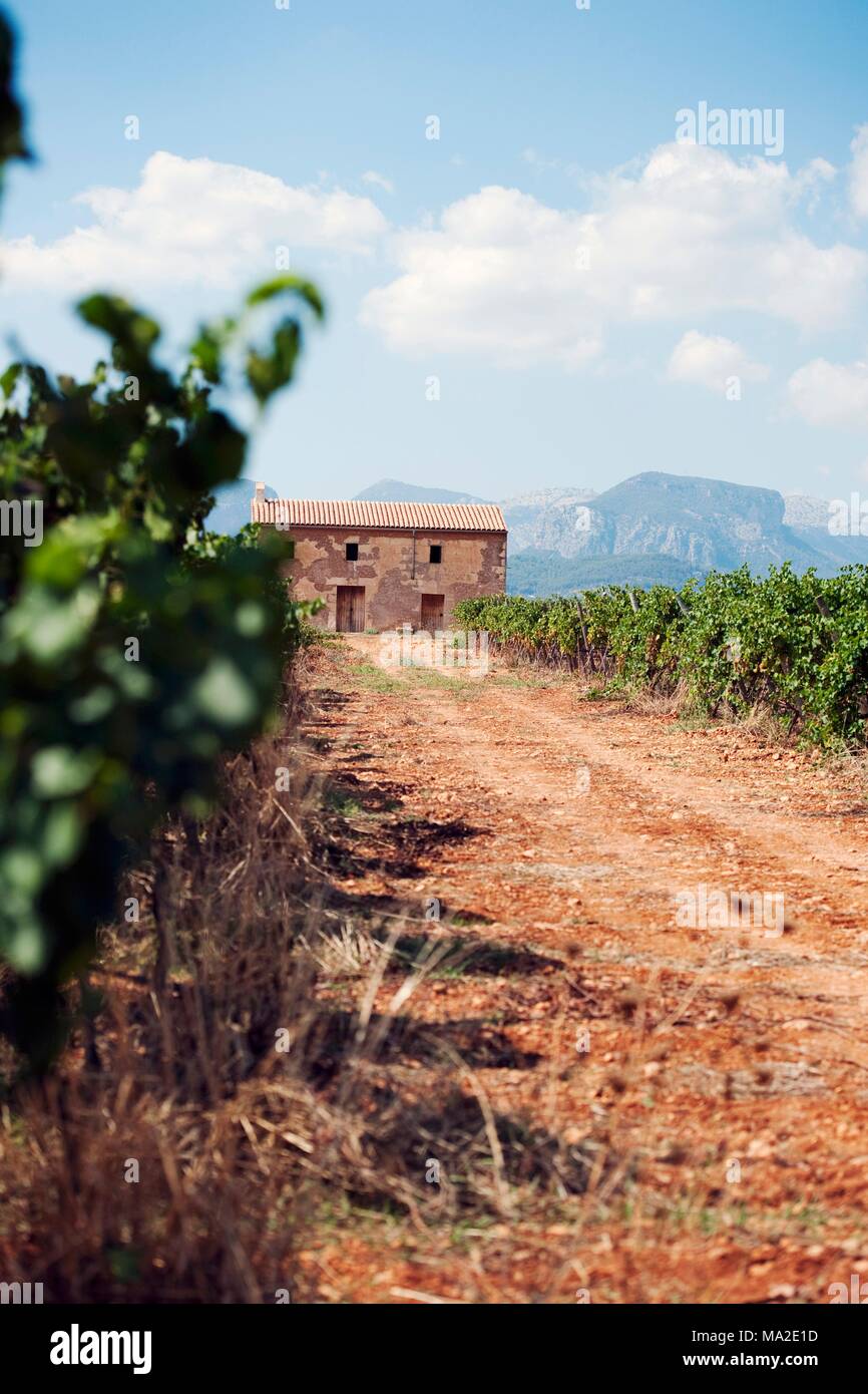 Die binigrau Wein Immobilien auf Mallorca, Balearen Inseln Stockfoto