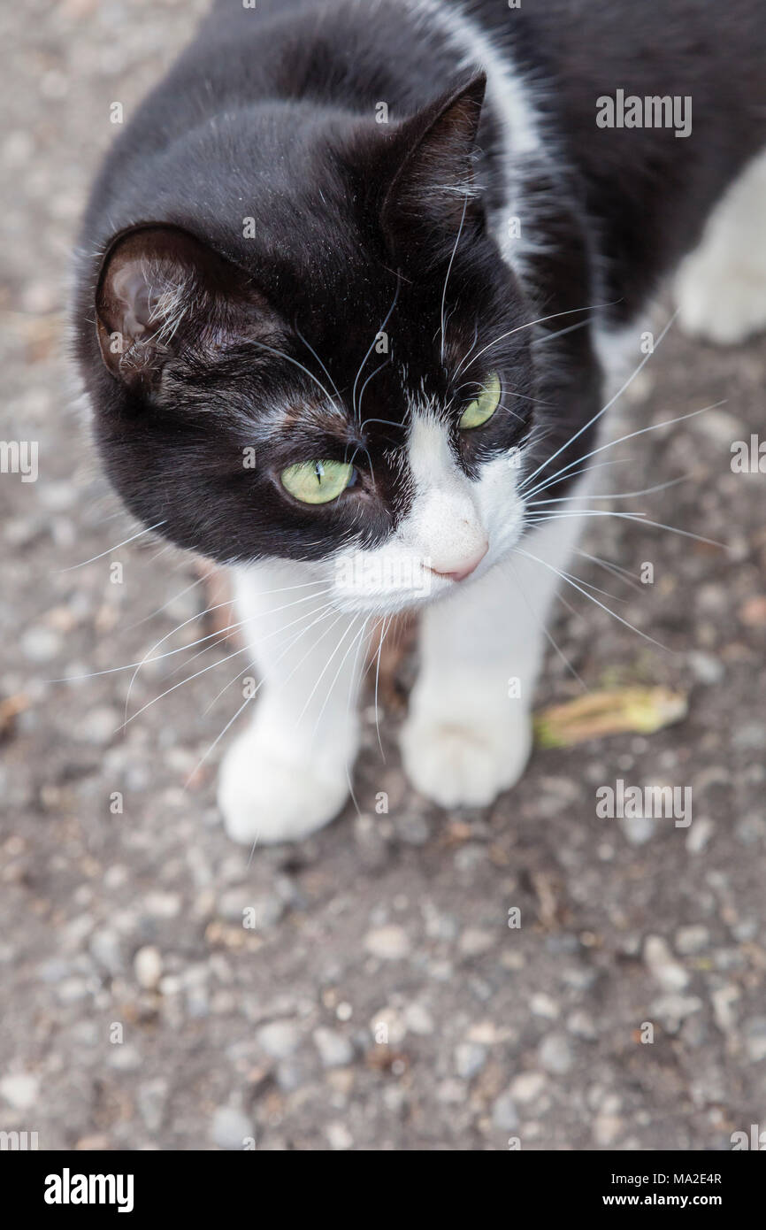 Schwarze und weiße Katze mit grünen Augen Erforschen der Natur. Stockfoto