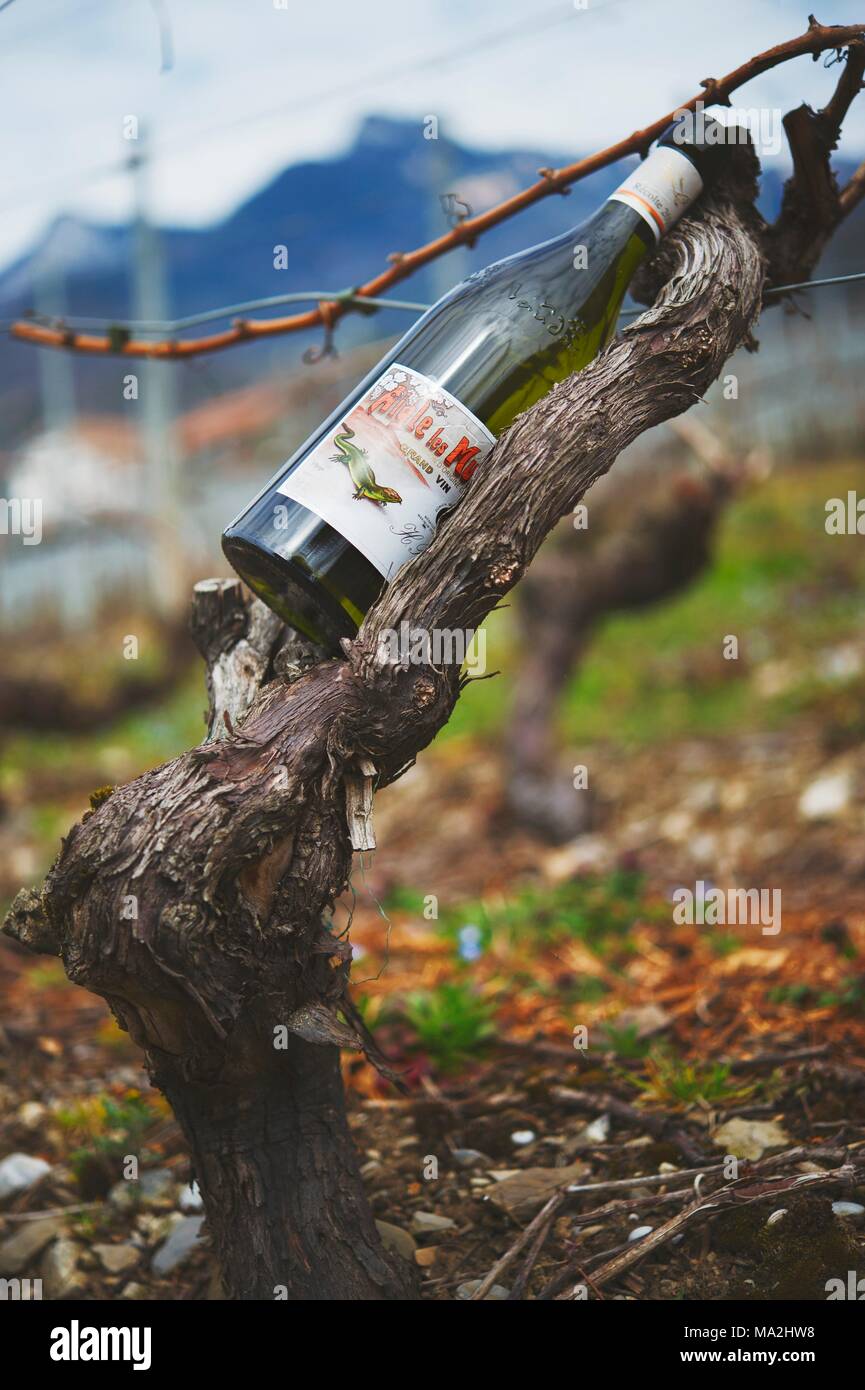 Eine Flasche Wein auf einem weinstock Stump, Genfer See, Schweiz Stockfoto