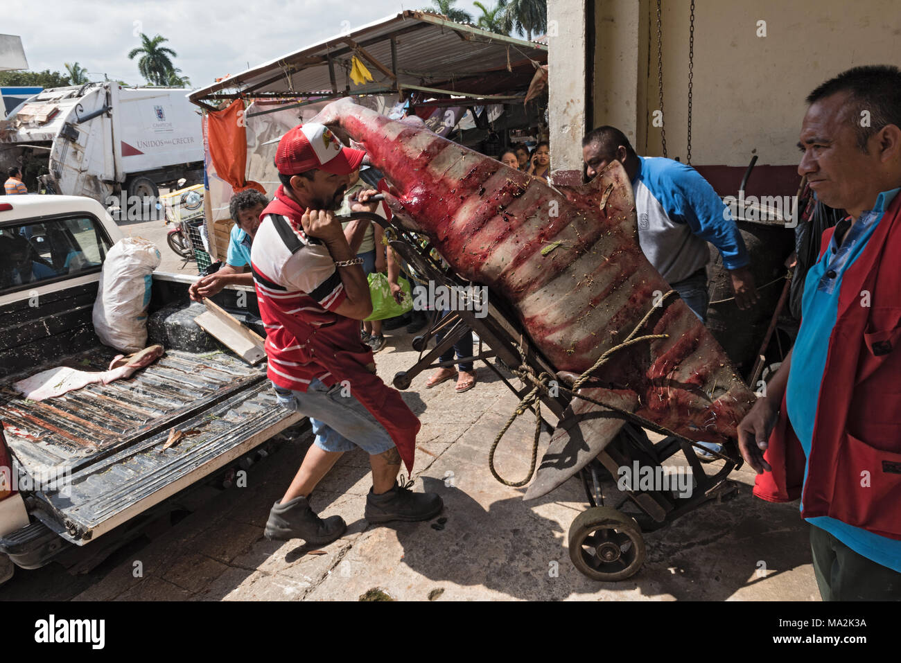 Lieferung von einem Hai zum Fisch Abteilung des Mercado principal in San Francisco de Campeche, Mexiko Stockfoto