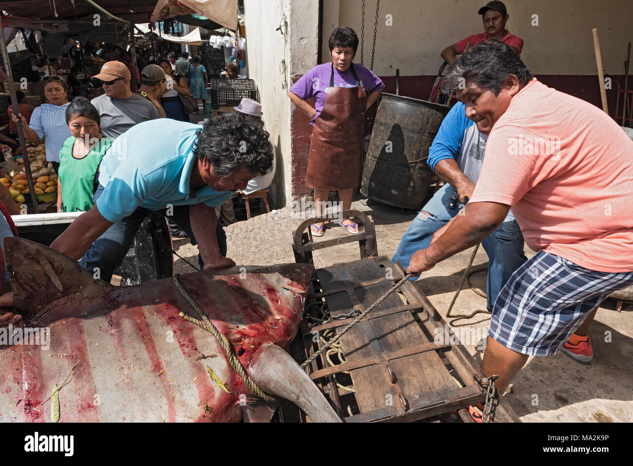 Lieferung von einem Hai zum Fisch Abteilung des Mercado principal in San Francisco de Campeche, Mexiko Stockfoto