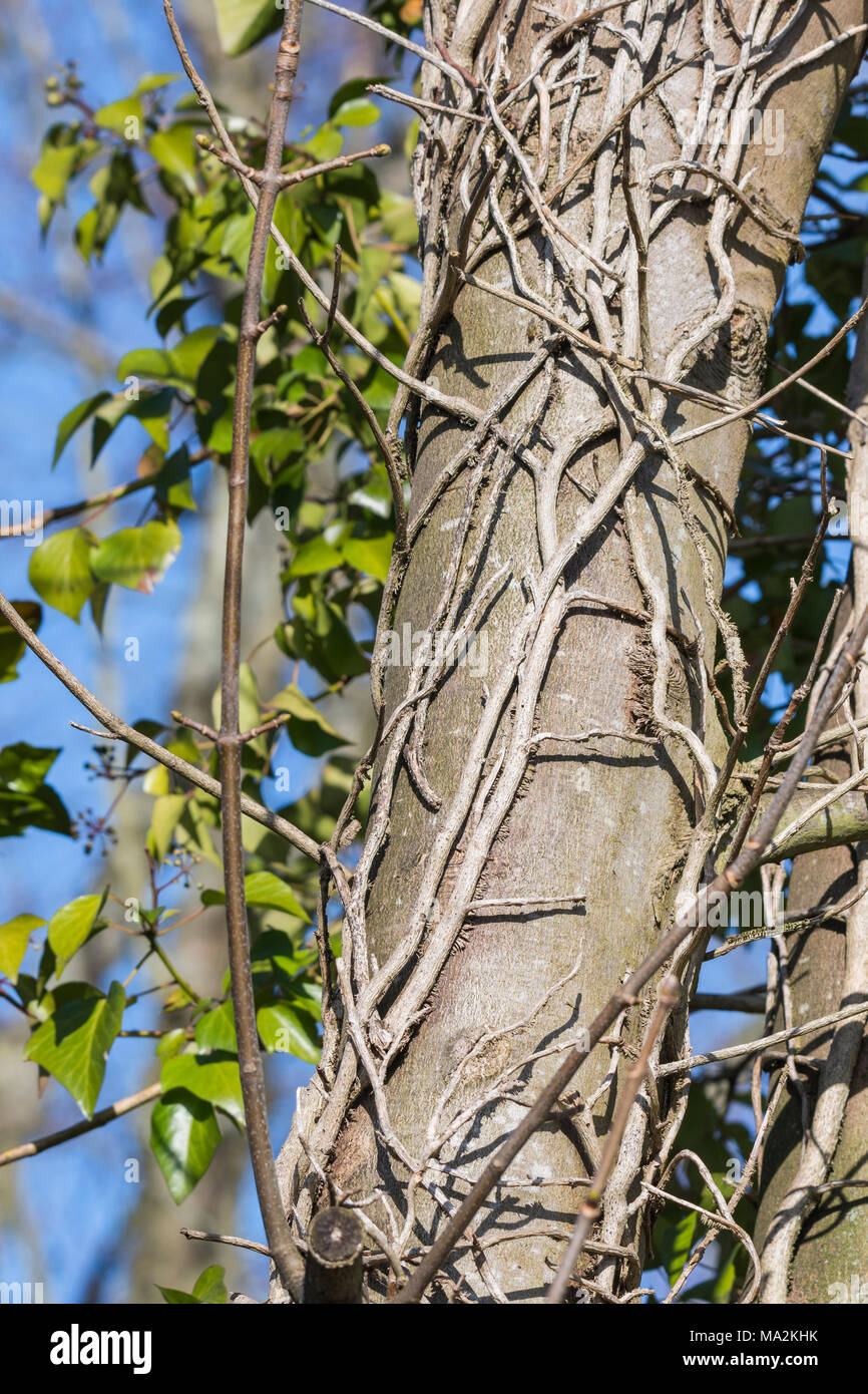 Ivy Wurzeln klettern auf einen Baum im Winter in Großbritannien. Stockfoto