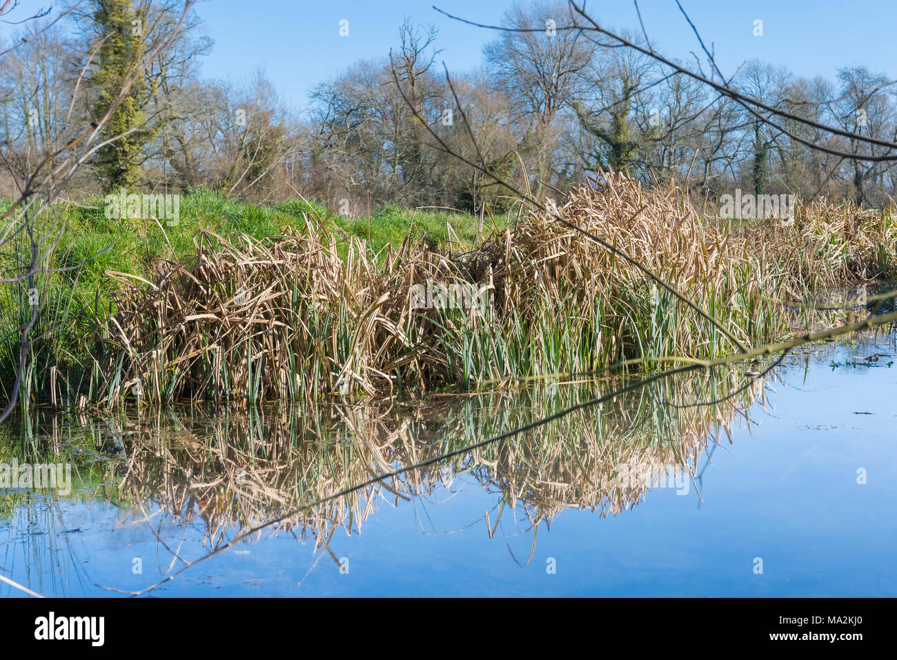 Binsen wachsen in einem Strom von Wasser mit einer perfekten Reflexion, im Winter in Großbritannien. Stockfoto