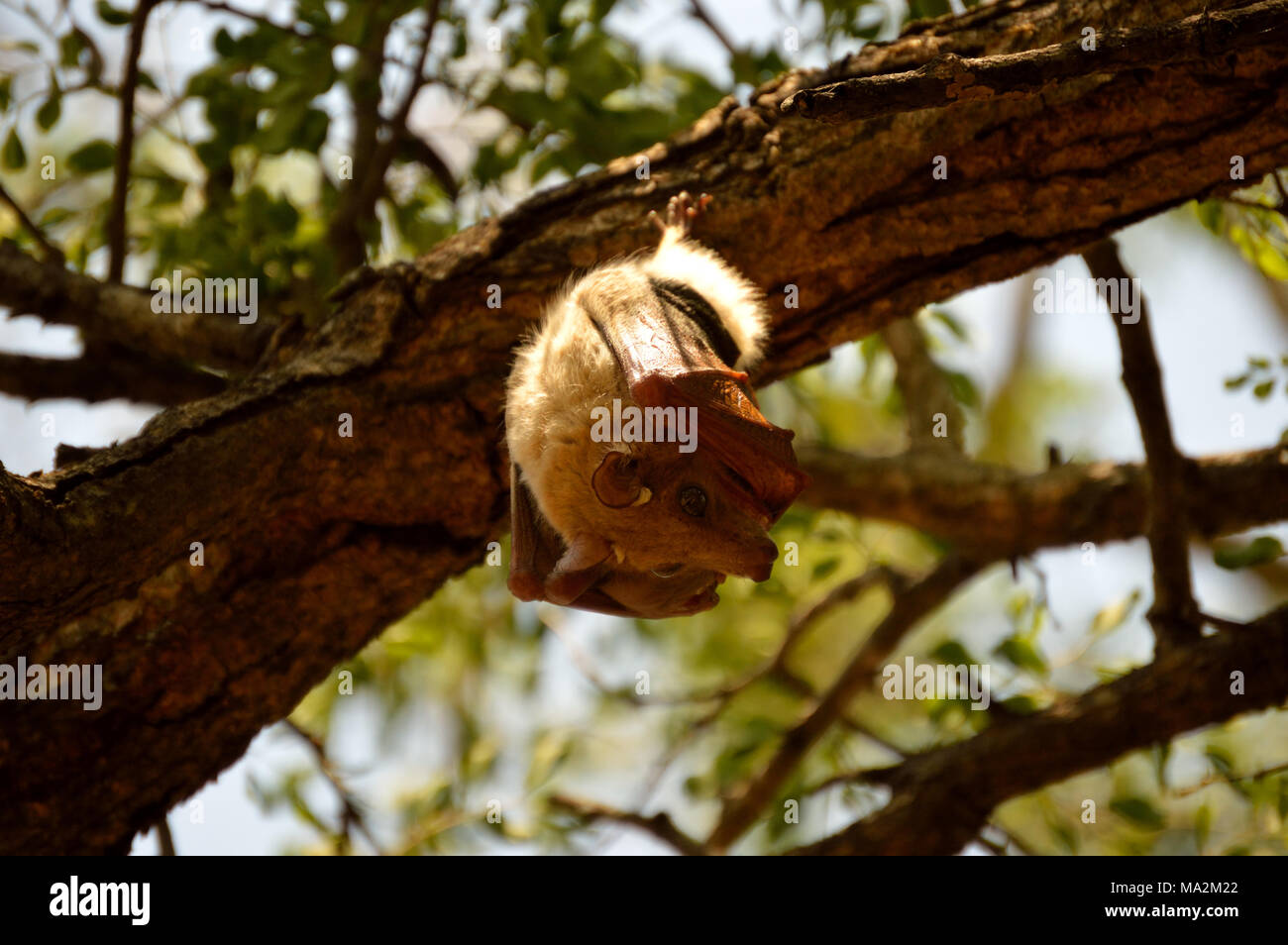 Wahlberg ist Epauletted Bat (Epomophorus wahlbergi) Stockfoto