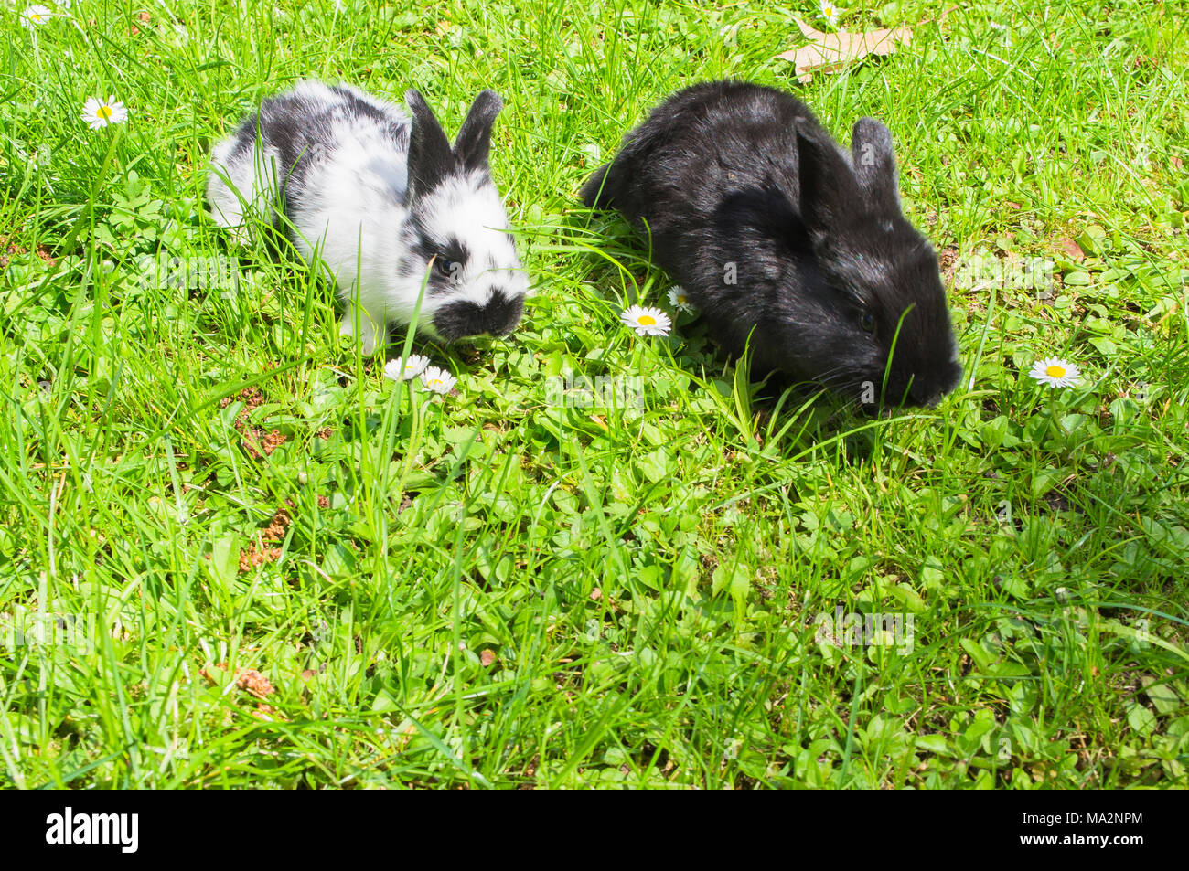 Hauskaninchen, Rasen, Grün, Bunny, Kit Stockfoto