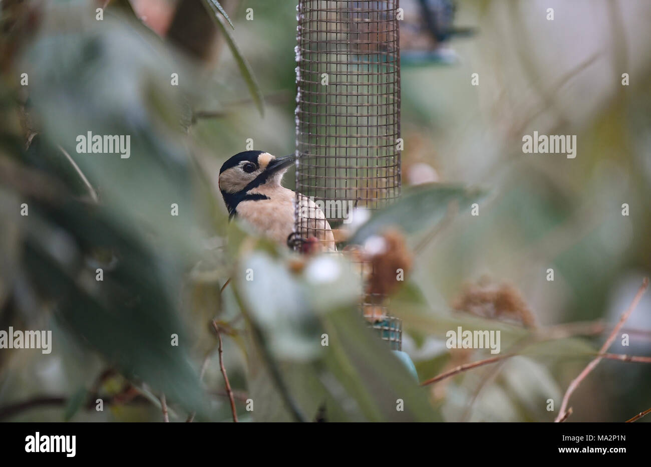 Buntspecht Vogel auf einen Garten Mutter des Schrägförderers in Großbritannien England. Stockfoto