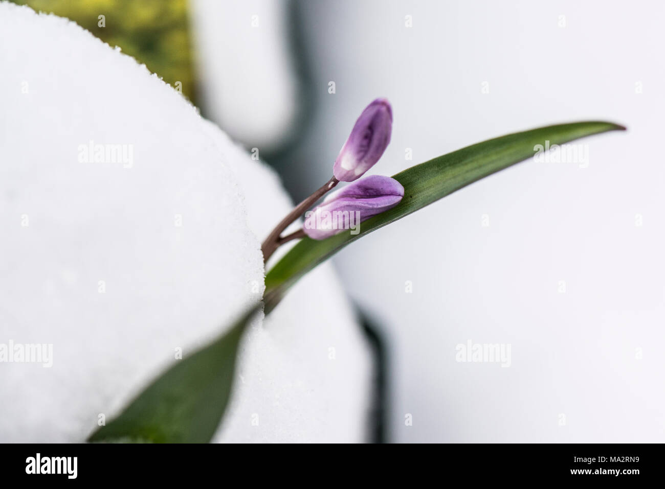 Chionodoxa rosa Riese im Schnee Stockfoto