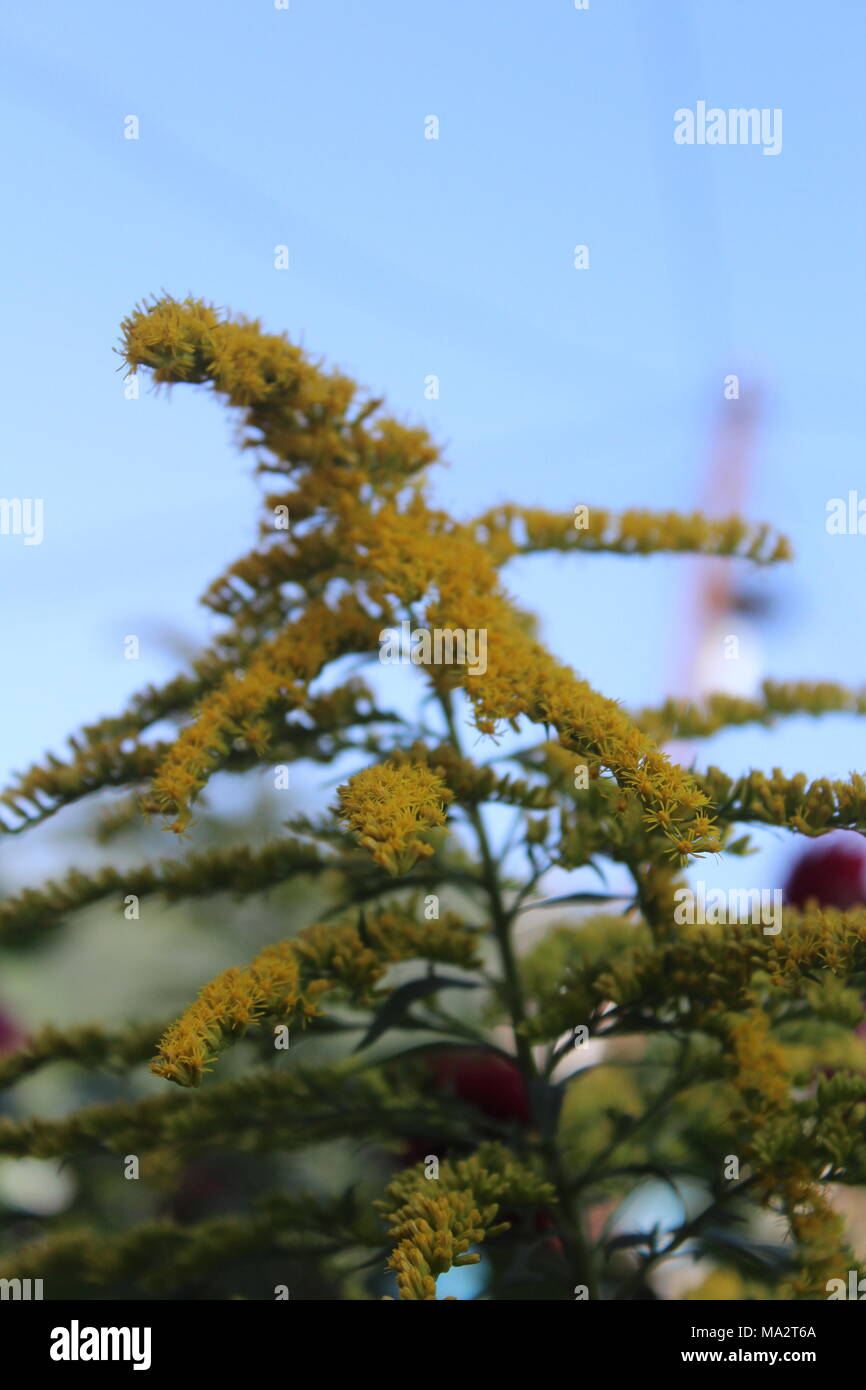 Eine Nahaufnahme Stock Fotografie von Blume in Nepal während teavel. Stockfoto
