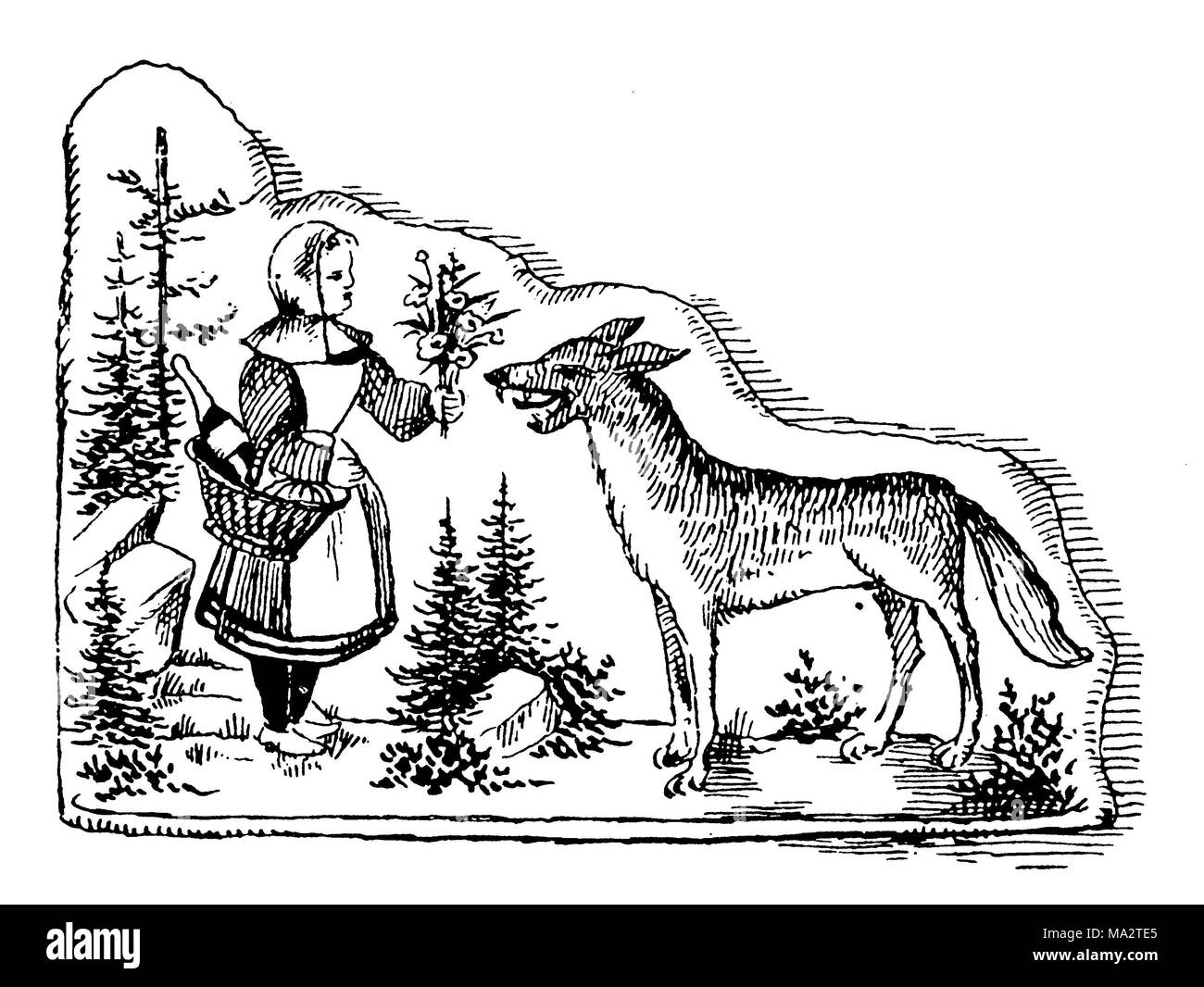 Rotkäppchen und der Wolf. Der Wolf überzeugt das Mädchen vom Weg zu bewegen. Grimm's Märchen Stockfoto