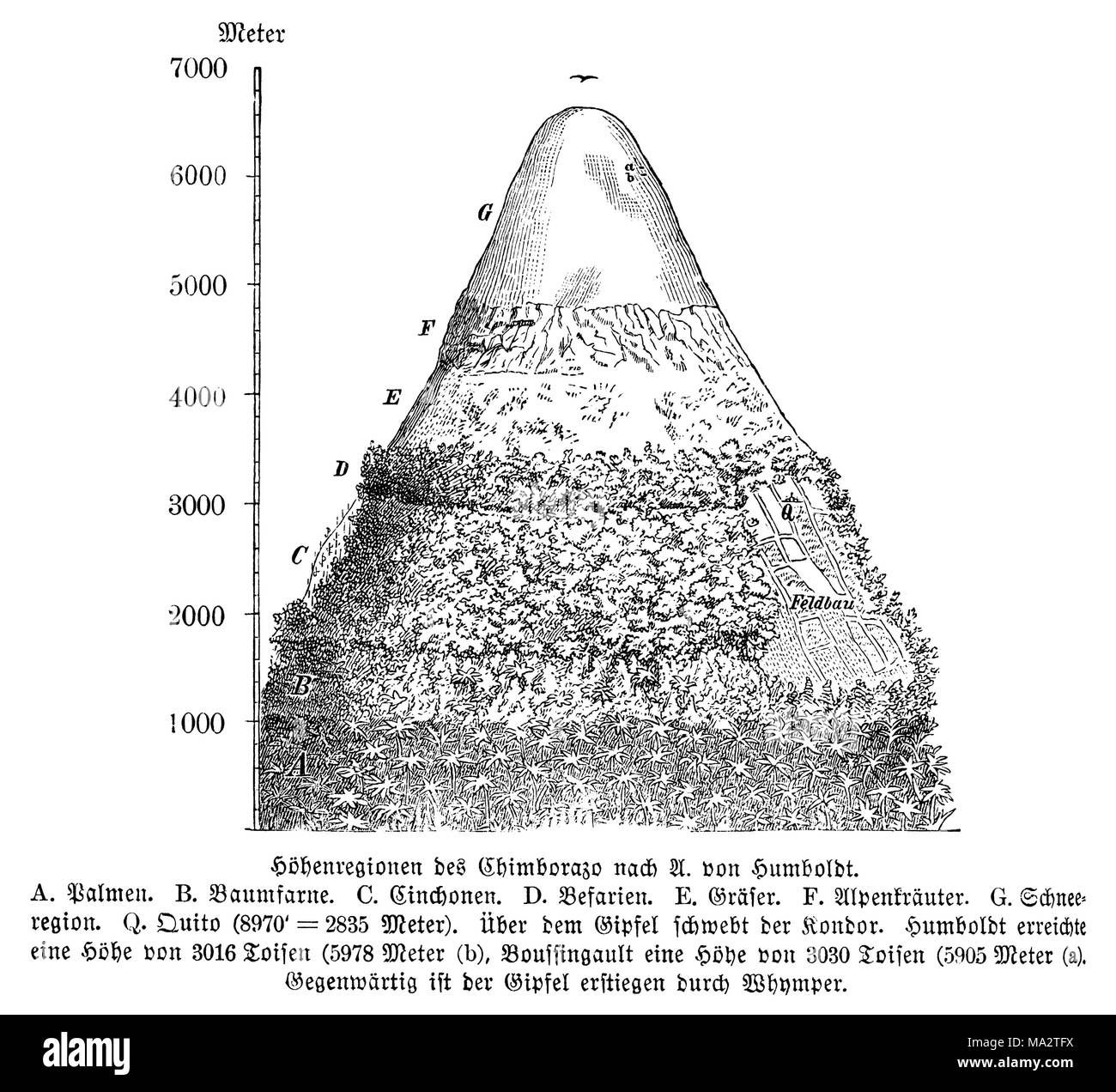 Höhe Regionen des Chimborazo Stockfoto