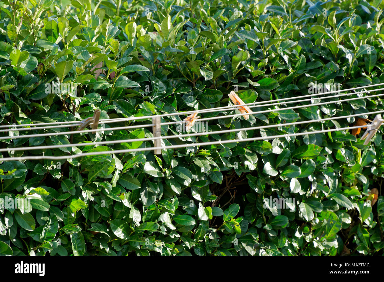 Wäscheleine mit Wäscheklammern im Garten in sonniger Tag, frische, saubere Hintergrund. Stockfoto