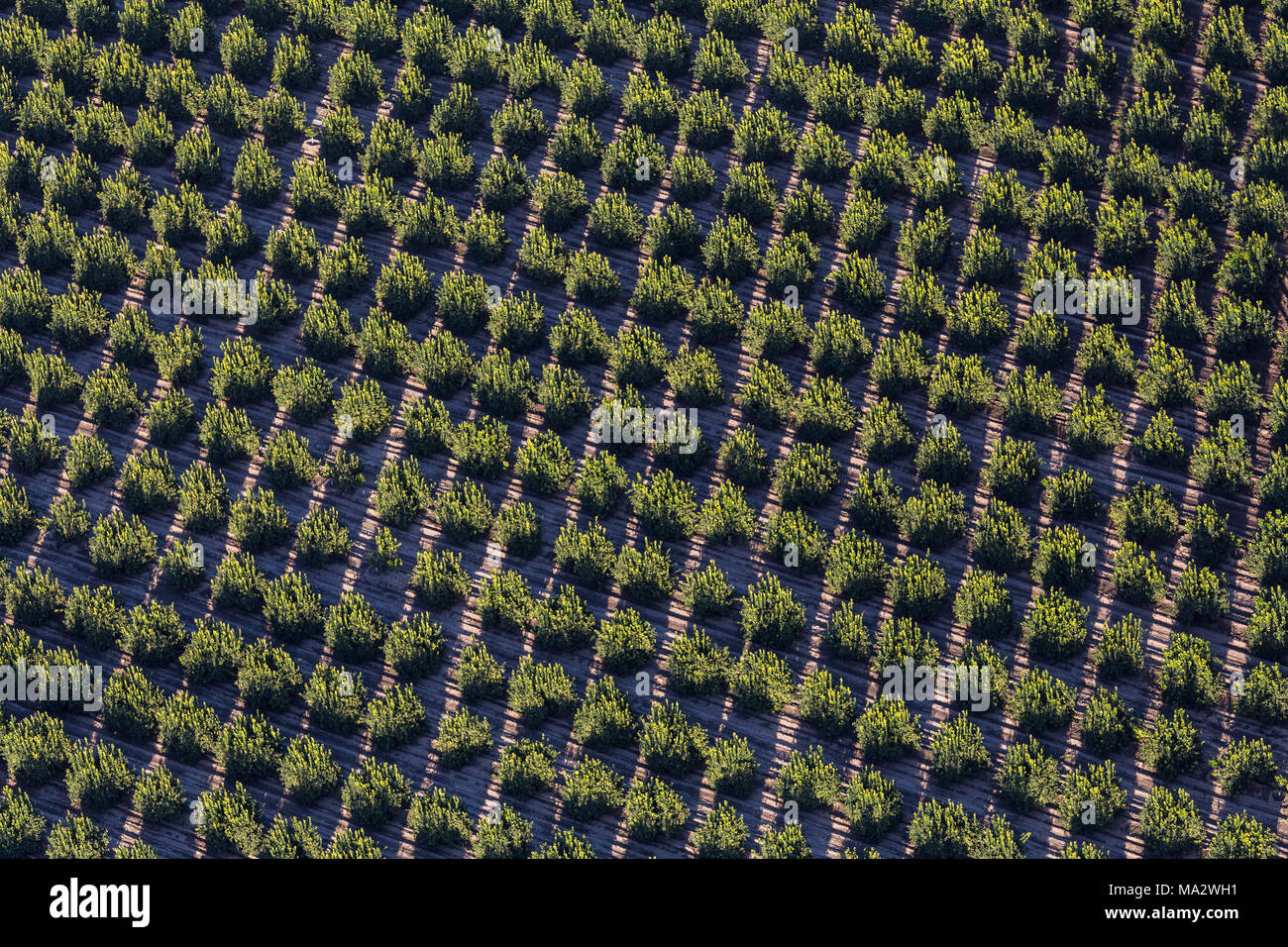Luftaufnahme von Orange Grove Farm Feld in der Nähe von Camarillo in Ventura County, Kalifornien. Stockfoto