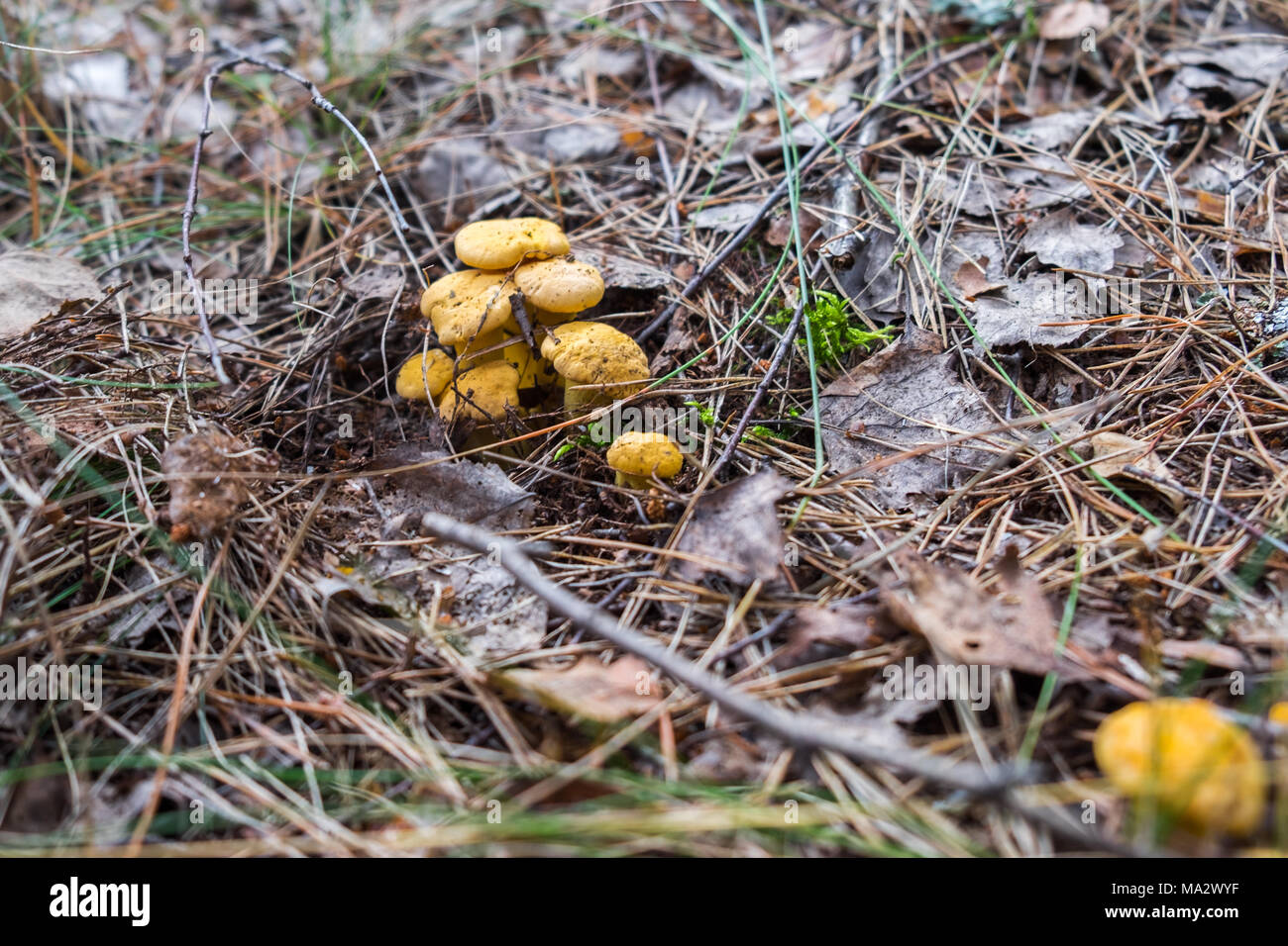 Pfifferlinge Pilze auf sonnigen Wald rasen unter trockenem Laub und kleine Äste. Selektive konzentrieren. Stockfoto