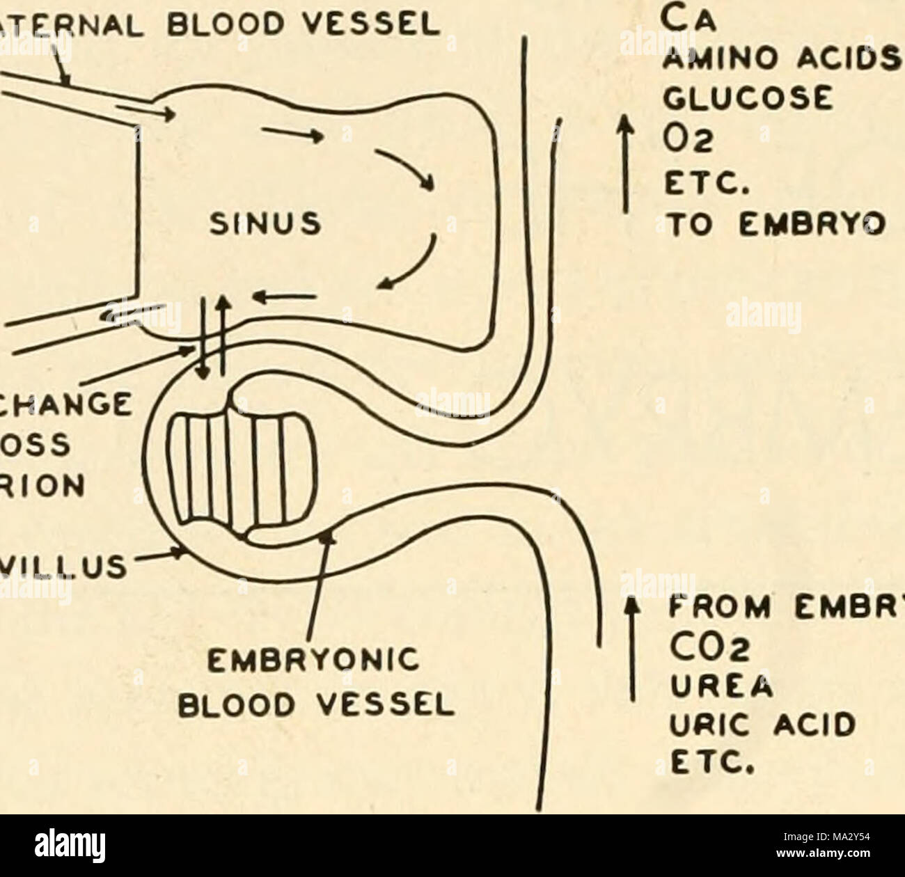 . Embryologie Stockfoto . Embryologie Stockfoto