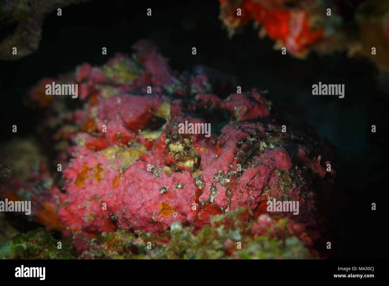 Nahaufnahme des Gesichts von pink Reef Steinfisch Synanceia verrucosa Reef, in Höhle getarnt Stockfoto