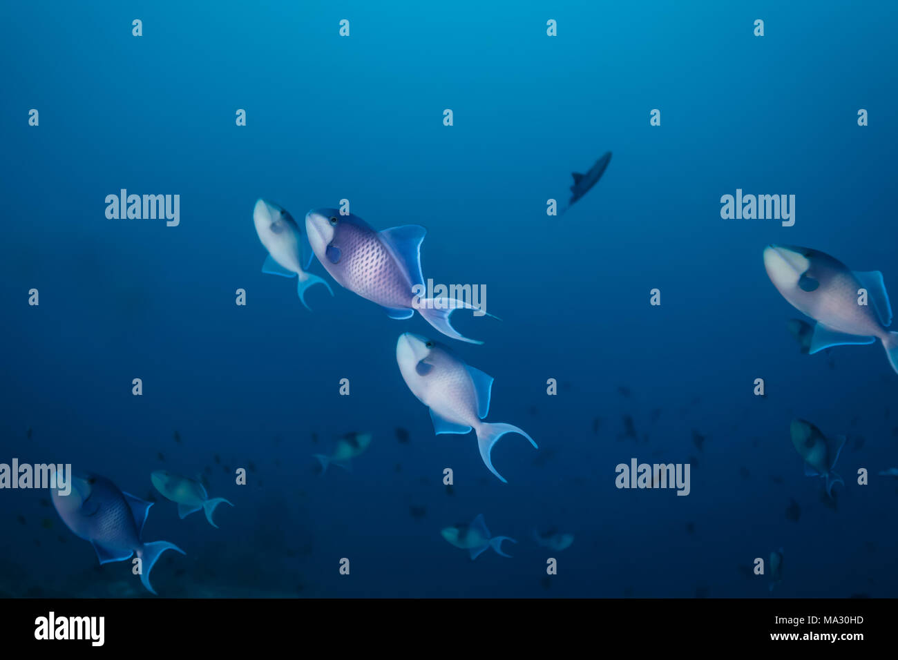 Eine Schule blauer und weißer Drückerfische schwimmt im blauen Ozean über einem tropischen Korallenriff Stockfoto