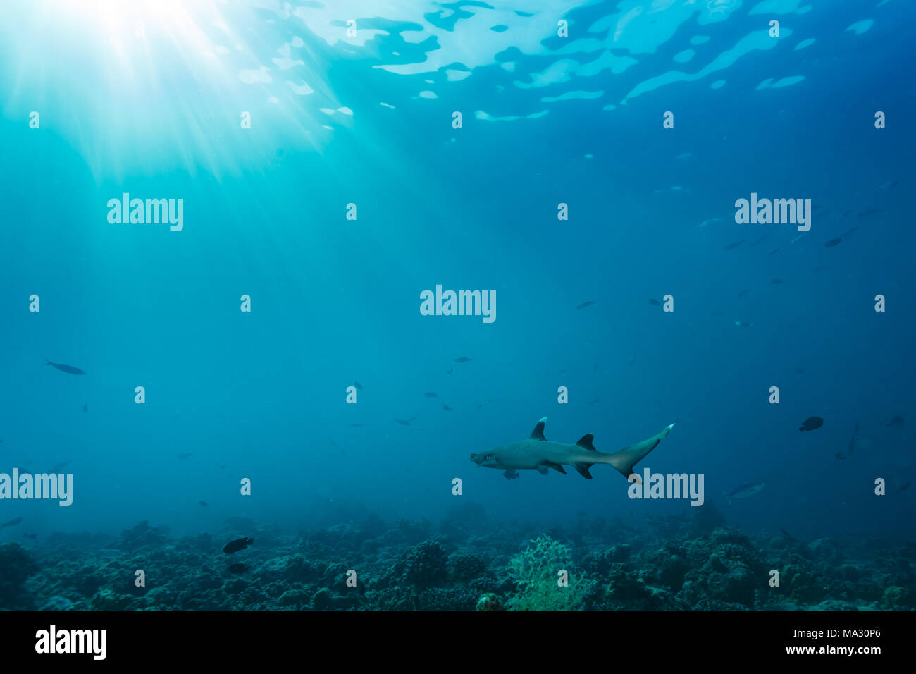 Der Weißspitzenhai schwimmt in Sonnenstrahlen, während er über ein tropisches Korallenriff patrouilliert Stockfoto