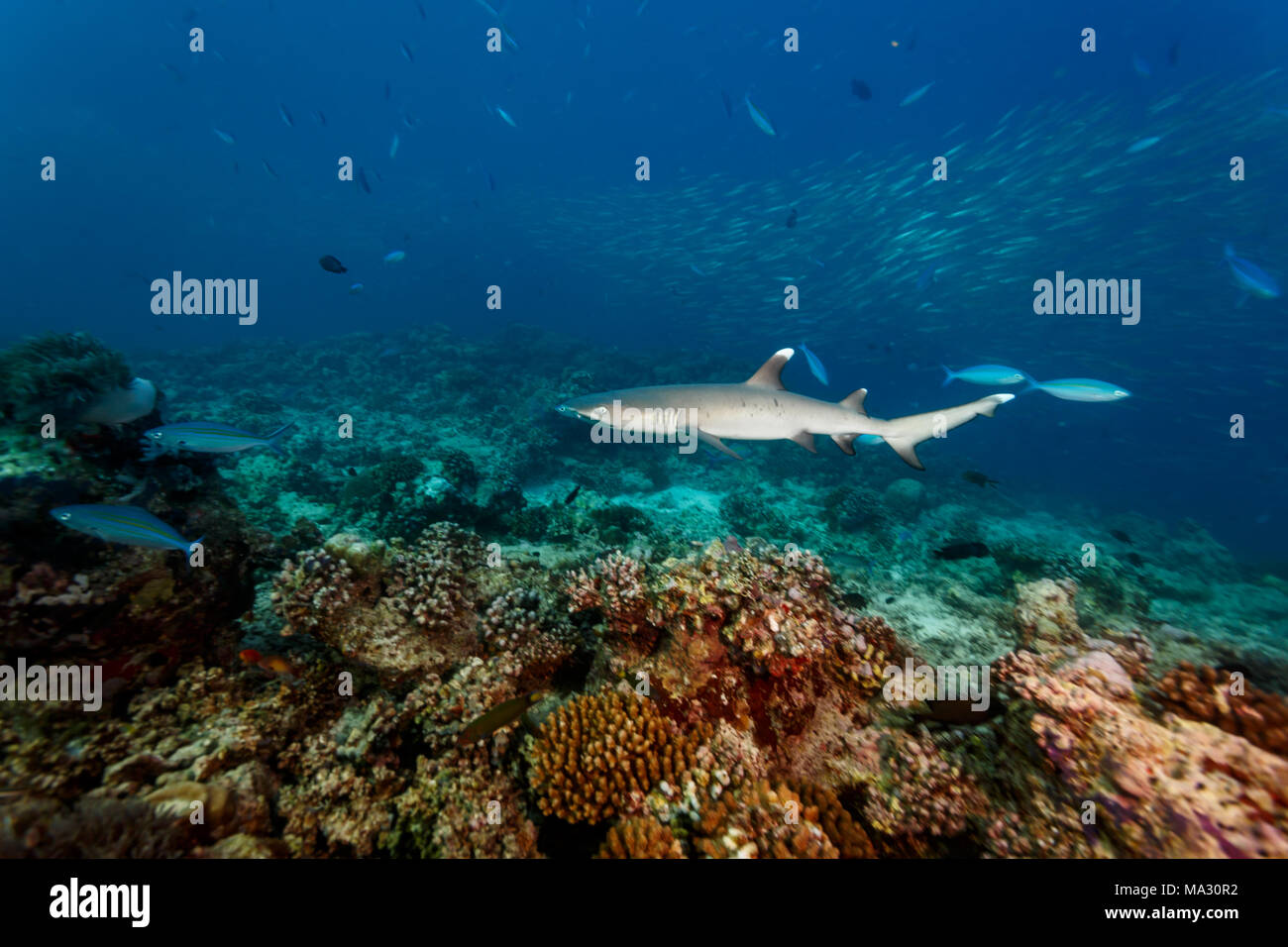 Weißspitzenriffhai schwimmt über Hartkorallen auf Reef closeup Stockfoto
