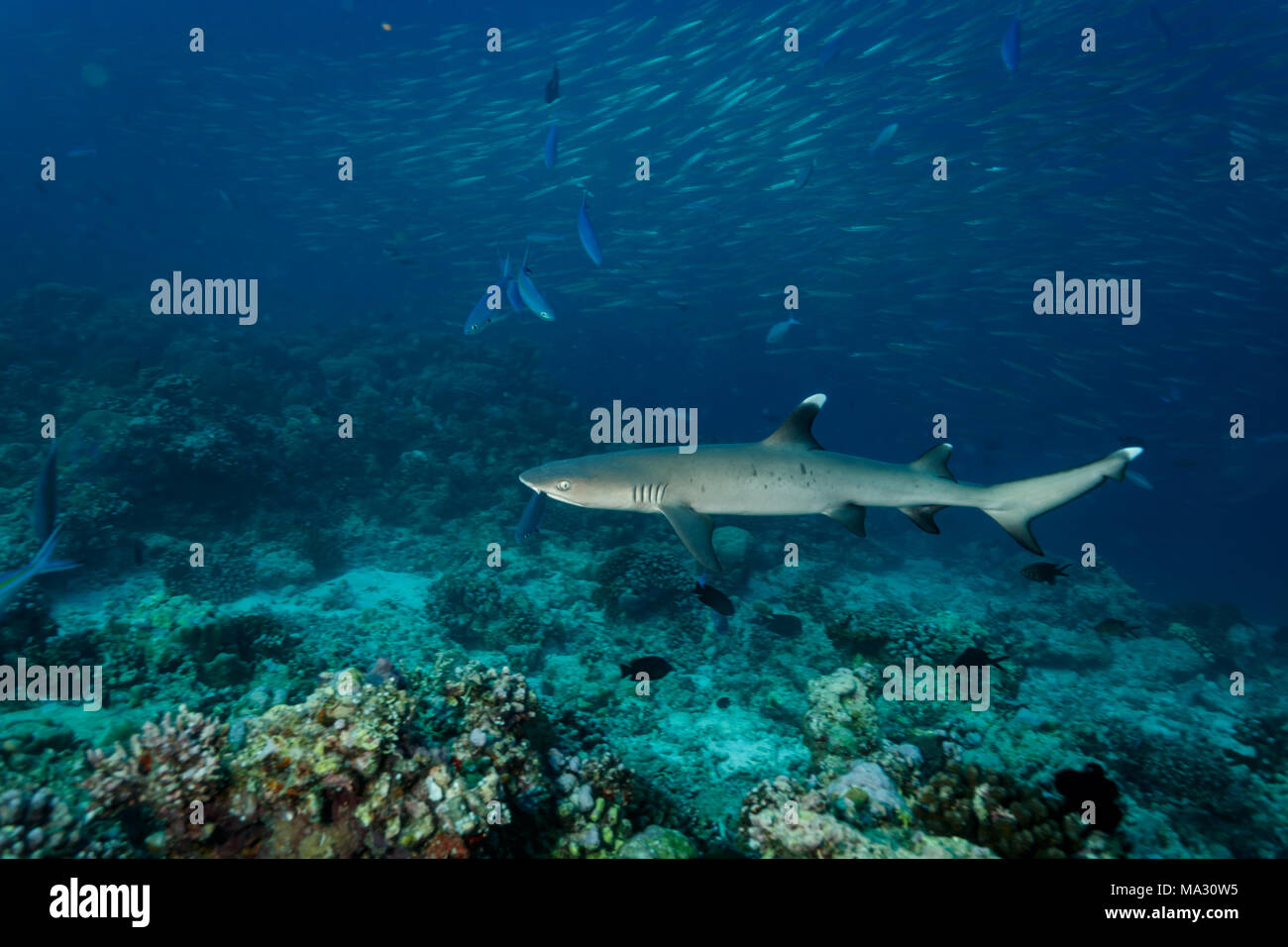 Weißspitzenriffhai schwimmt in der Nähe von Coral Reef Stockfoto