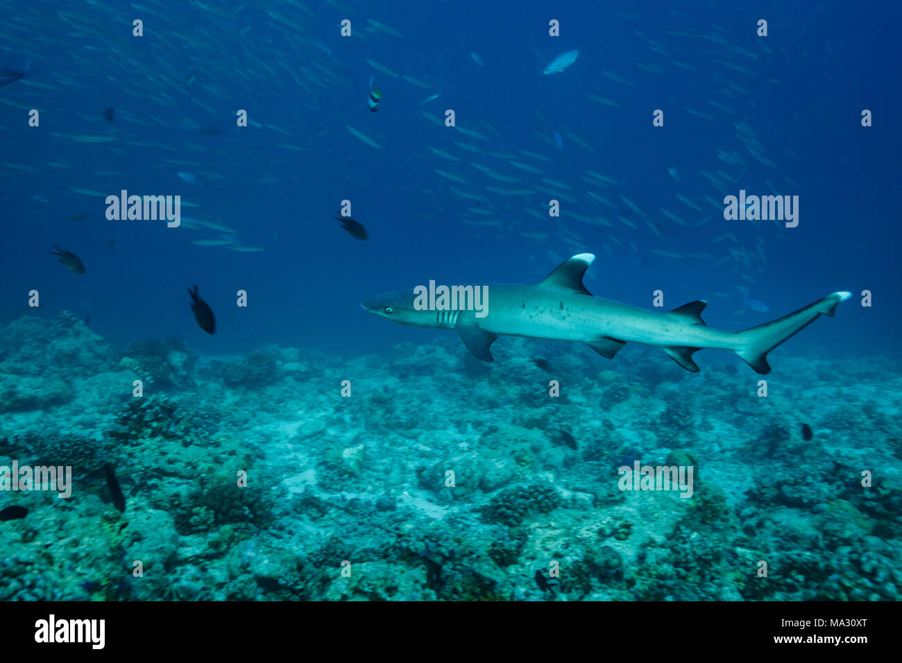 Weißspitzenriffhai schwimmt über Coral Reef Stockfoto