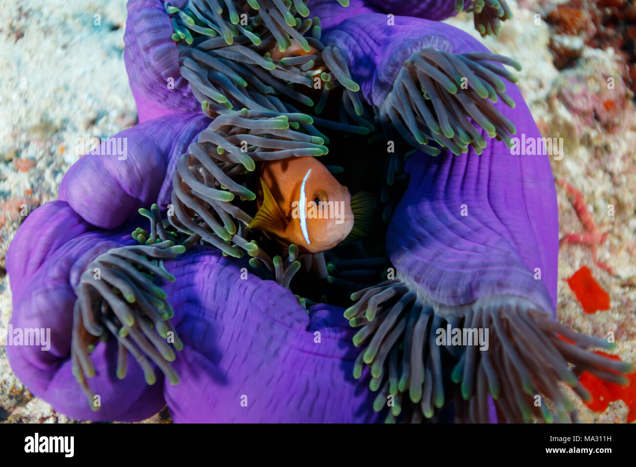 Clownfisch, Anemonenfischen, versteckt in riesigen fluoreszierenden lila Seeanemone, Cnidaria gigantea Stockfoto