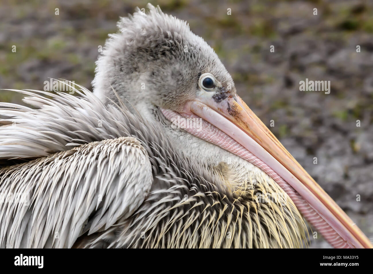 Nahaufnahme von einem nassen Pelikan Vogel Stockfoto