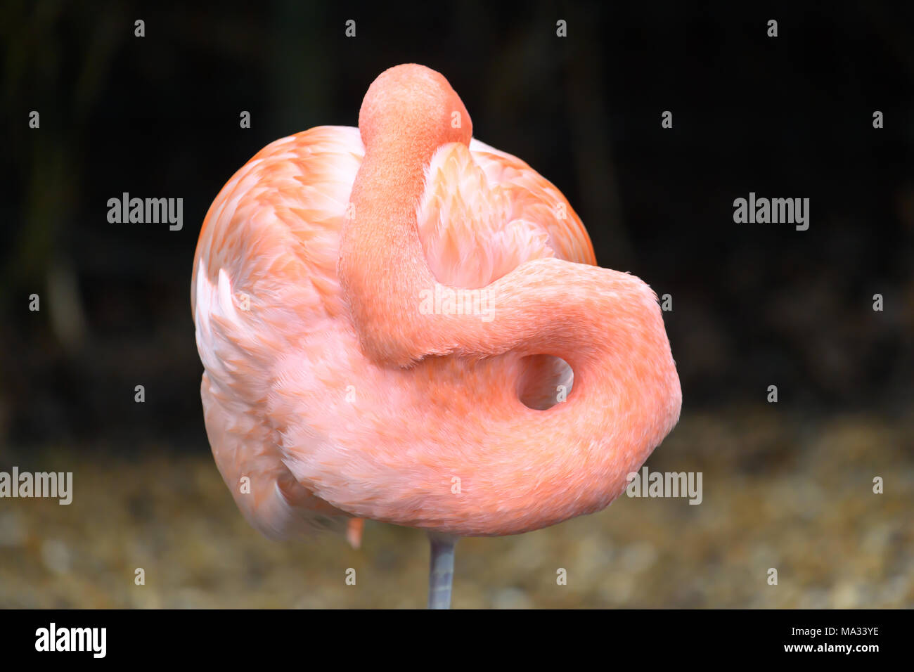 Rosa Flamingo Stockfoto