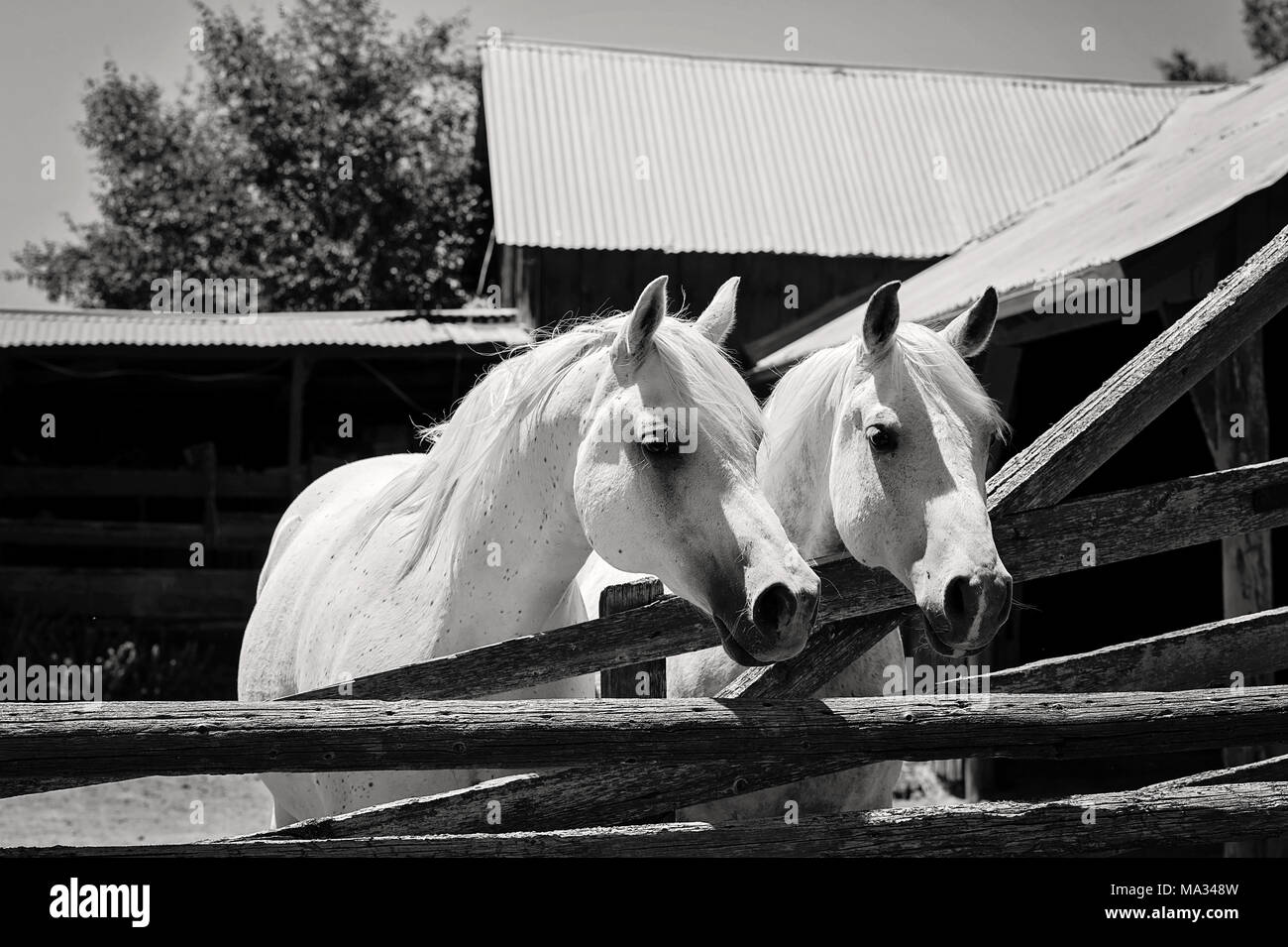 Ein schwarz-weiß Bild von zwei weißen, arabische Pferde vor einem rustikalen Scheune stehen. Stockfoto