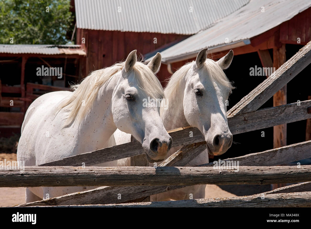 Zwei weisse, arabische Pferde in Pen stand vor einer rustikalen, rote Scheune. Stockfoto