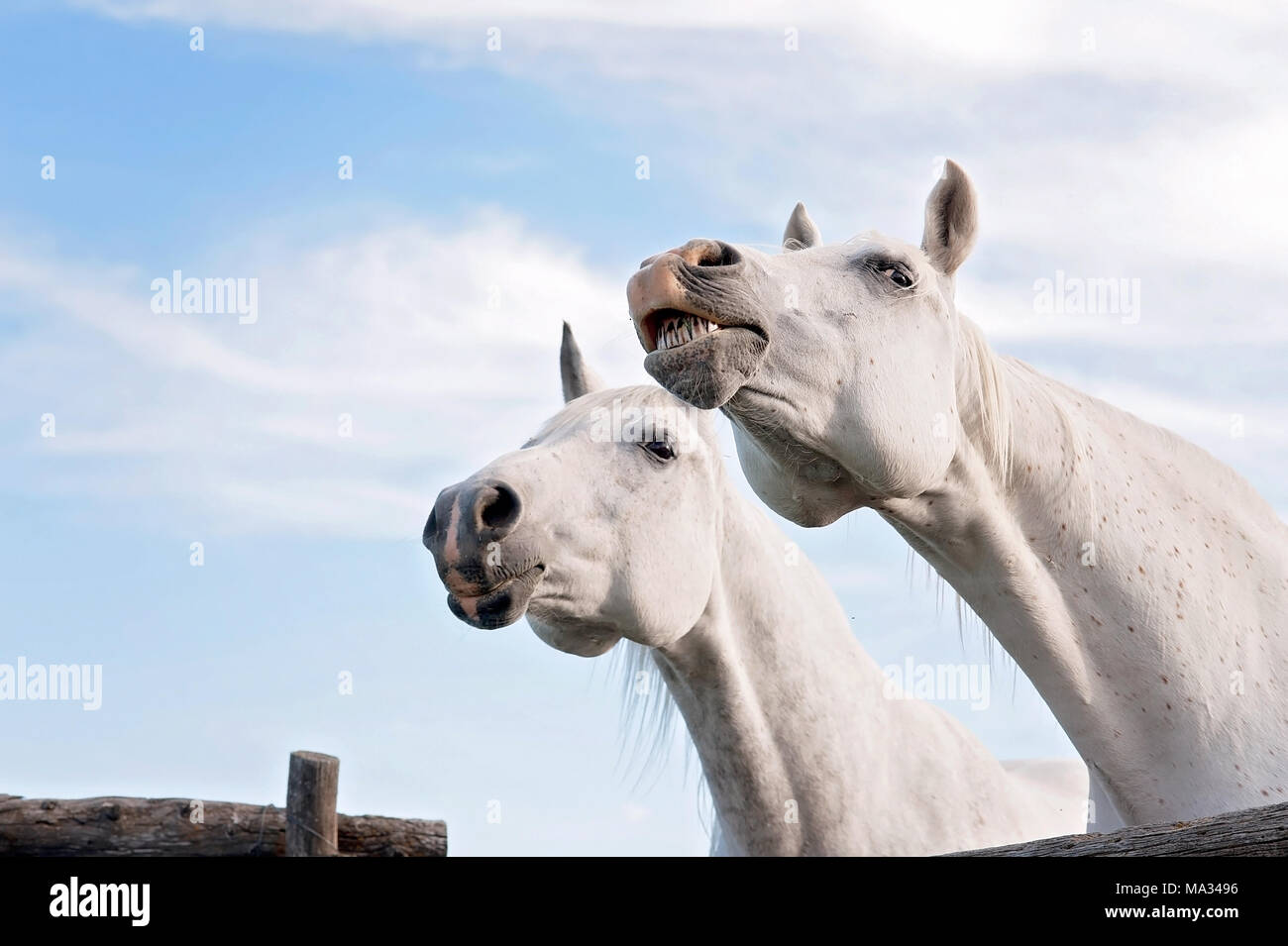 Ein Schuß von zwei weißen, arabische Pferde. Man ist baring seine Zähne. Stockfoto