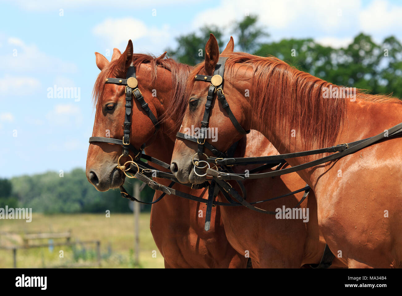 Reiten in Bugac, Ungarn, Grosse Tiefebene, Hortobagy Stockfoto