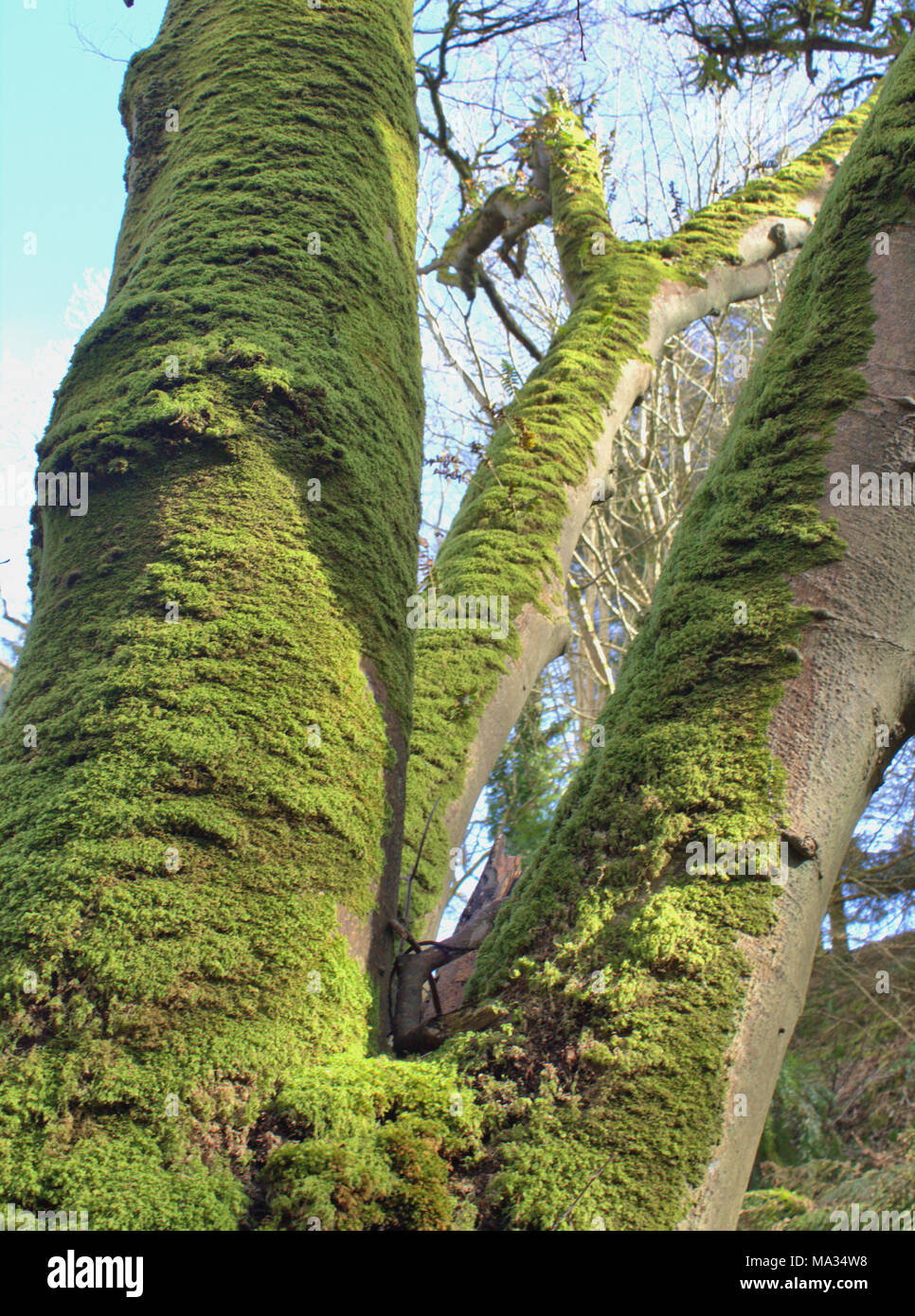 Moos bedeckt Stamm der Buche Fagus sylvatica im frühen Frühjahr Stockfoto