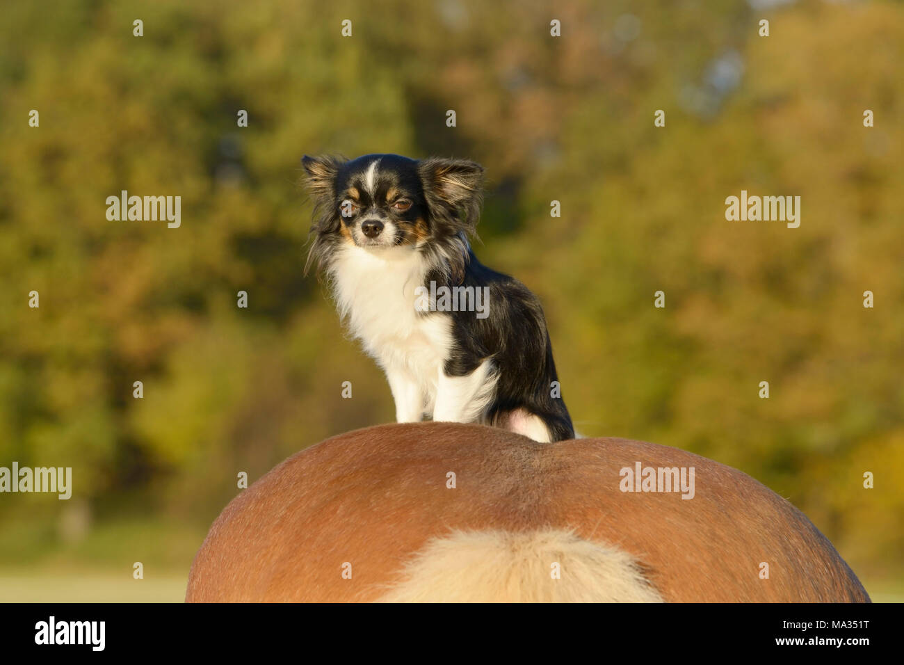 Chihuahua sitzen auf einem Haflinger Stockfoto