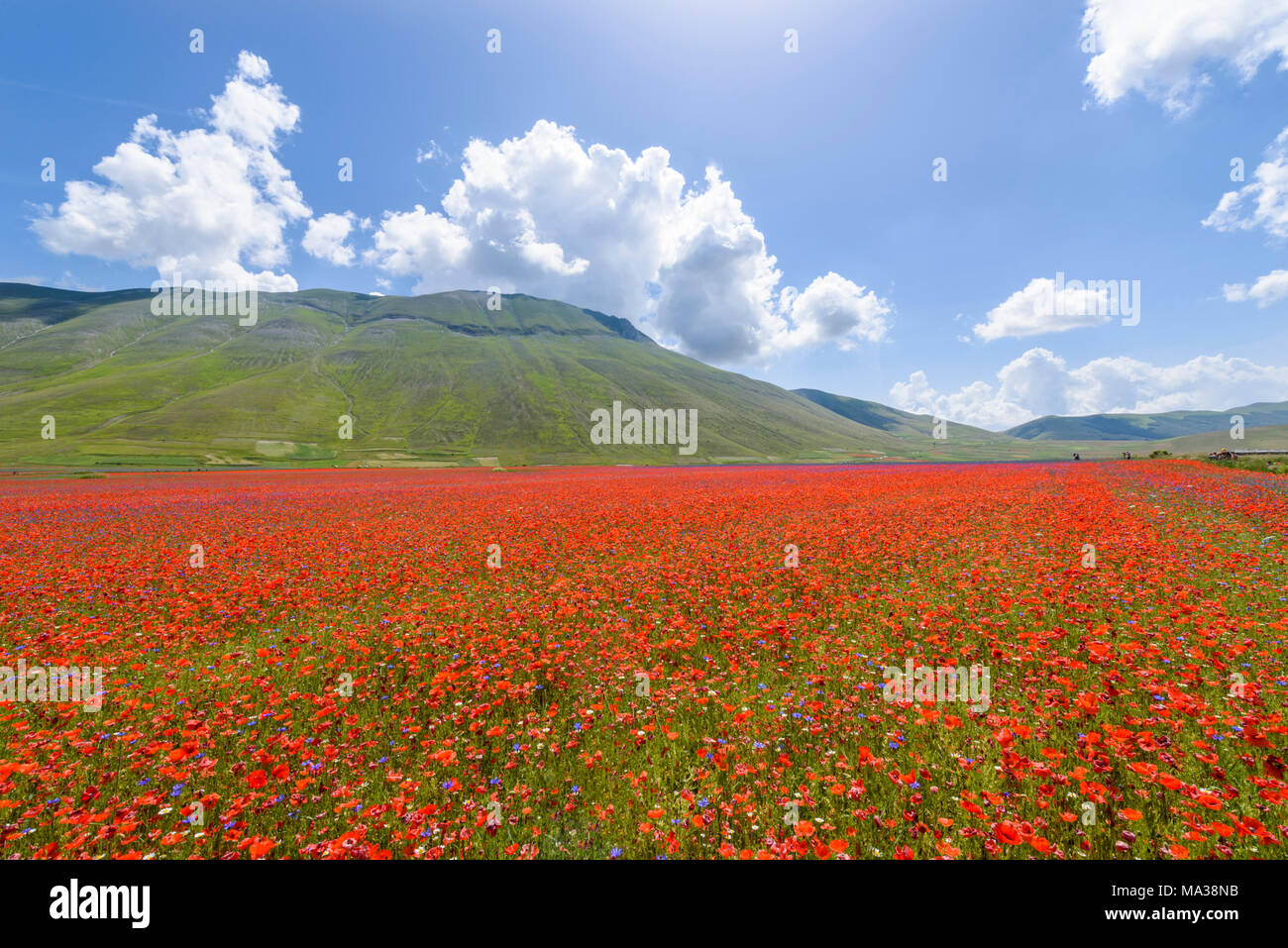 Ländliche Landschaft mit bunten Weiten von Mohnblumen, Castelluccio Di Norcia, Umbrien, Italien. Stockfoto