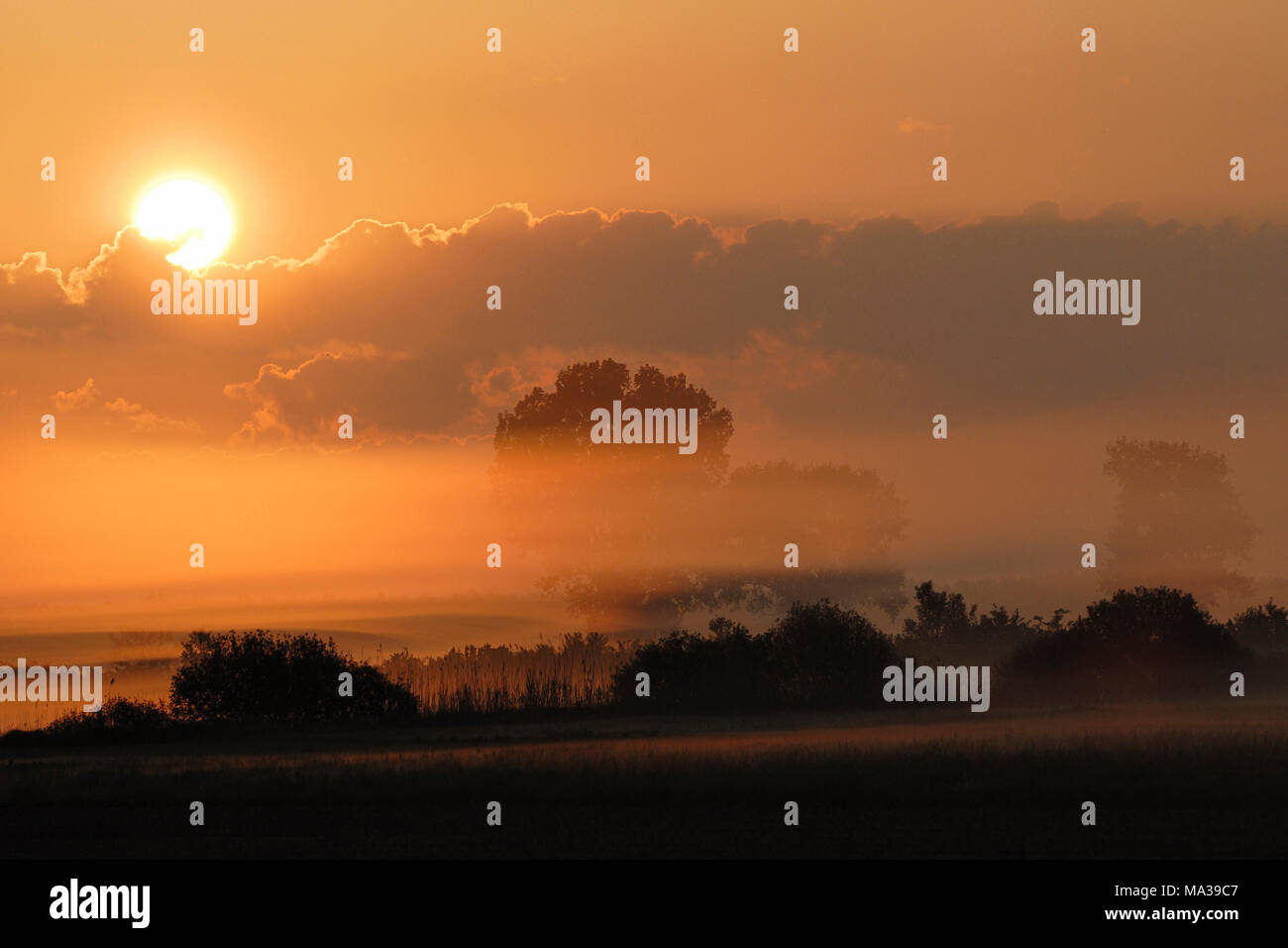 Sonnenaufgang über feuchte Wiesen und Bäume und Büsche, wenig Nebel unter einem orangefarbenen Himmel, voller Atmosphäre. Stockfoto