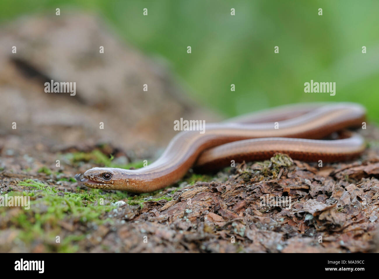 Slow Worm/Blindschleiche (Anguis fragilis) darting seine Zunge in und out, Wildlife, Europa. Stockfoto